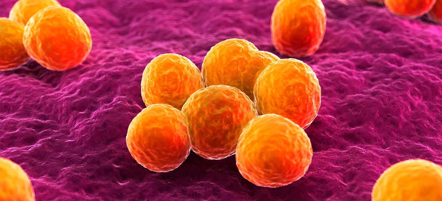 Computer Artwork of Methicillin-Resistant Staphylococcus aureus Bacteria